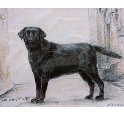 Black Labrador By Gill Evans Matted 12.75 x 10.75
