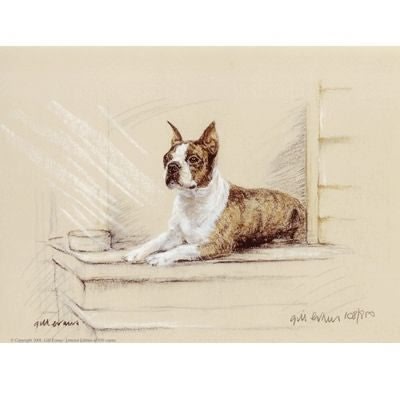 Boston Terrier By Gill Evans 12.75x10.75