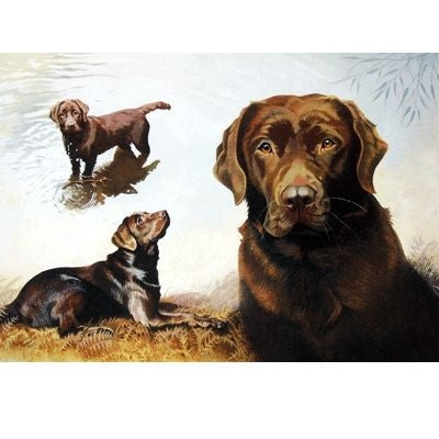 Labrador Retriever-Blank Greeting Card-6 Pack 5 x7