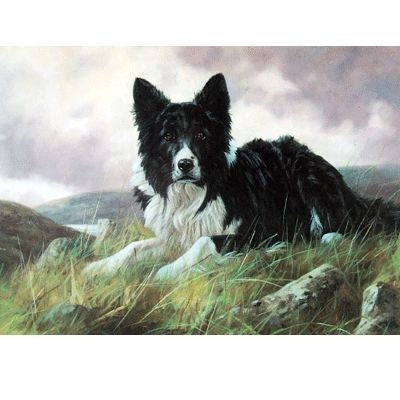 Border Collie-Blank Greeting Cards - 6 Pack 5 x 7