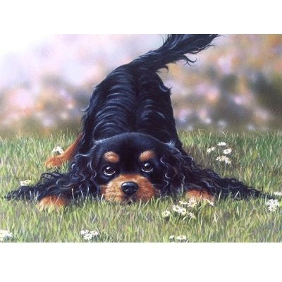 Gordon Setter-Blank Greeting Cards - 6 Pack 5x7