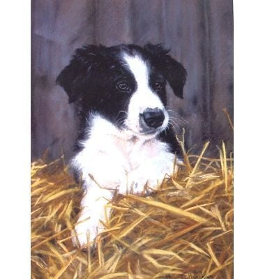 Border Collie-Blank Greeting Cards - 6 Pack 5x7