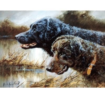 Curly Coated Retriever By Mick Cawston 12.25 x8.75