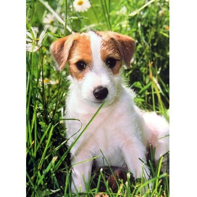 Terrier Pup Blank Greeting Cards - 6 Pack 5x7