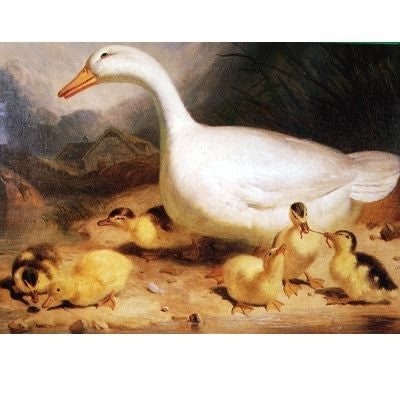 Duck-Ducklings Blank Greeting Cards - 6 Pack 5x7