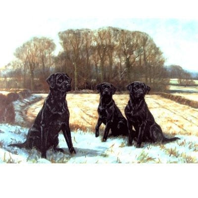 Labrador Retrievers Blank Greeting Card-6 Pk 5 x 7