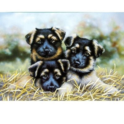 Eyes on You German Shepherd Blank Cards 6 Pk 5 x 7