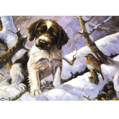 English Springer Blank Greeting Cards - 6 Pk 5 x 7