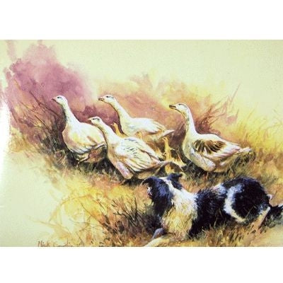 Border Collie Blank Greeting Cards - 6 Pack 5 x 7