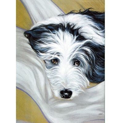 I Dont Think So Bearded Collie Cards 6 Pk 5x7