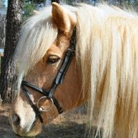 Icelandic Horse Bridle Icelandic Horses Black
