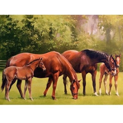 Mares Foals Blank Cards - 6 Pk 5x7
