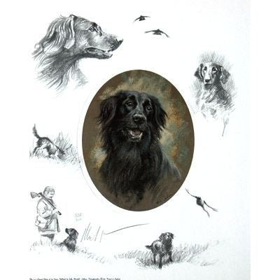Oval Flat Coat By Mick Cawston 9.25 x 11.5