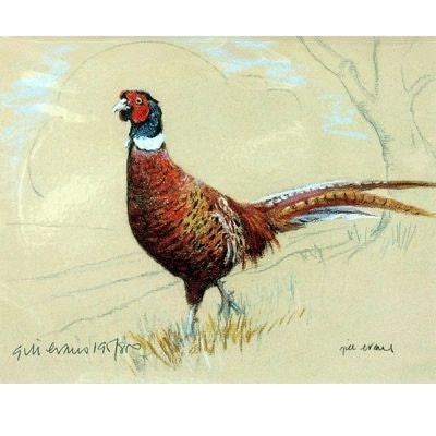 Pheasant By Gill Evans Matted 12.75 x 10.75