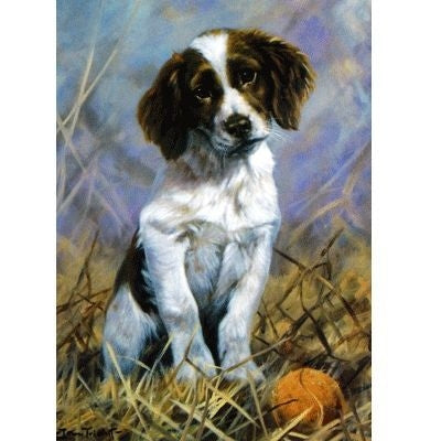 English Springer Blank Greeting Cards - 6 Pk 5 x 7