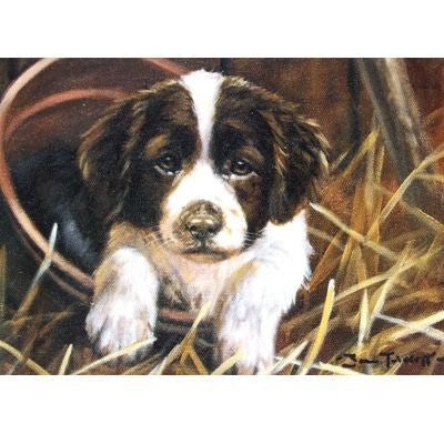 English Springer Blank Greeting Cards - 6 Pk 5 x 7