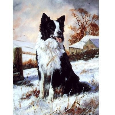 Border Collie Blank Greeting Cards - 6 Pack 5 x 7