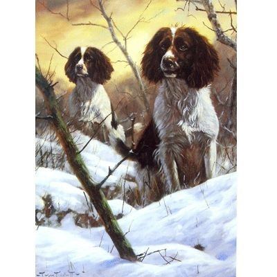 Searching English Springer Blank Cards 6 Pk 5 x 7