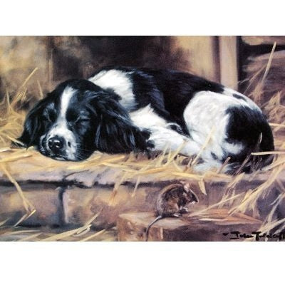 Snoozy English Springer Blank Cards 6 Pack 5 x 7