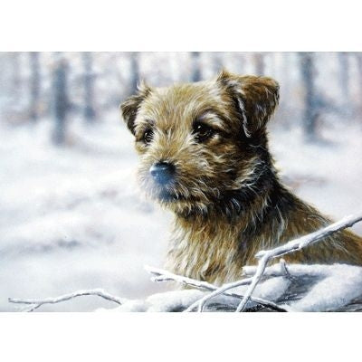 Snow Border Border Terrier Cards 6 Pack 5 x 7