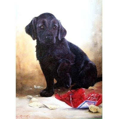 Sorry Labrador Retriever Blank Cards 6 Pack 5 x 7
