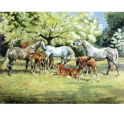 Spring Time Blank Greeting Cards 6 Pack 5 X 7