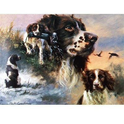 Springer Spaniels English Springer Card 6Pk 5 x 7