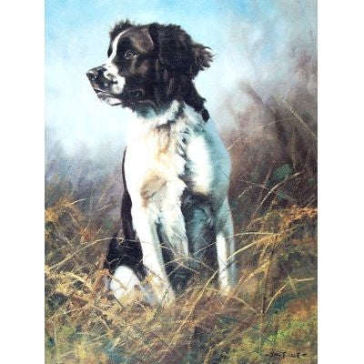 Steady English Springer Blank Cards 6 Pack 5 x 7