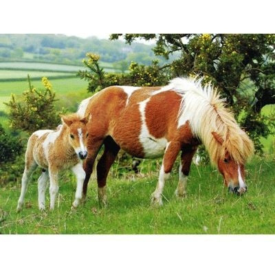 Summer Pasture Blank Cards 6 Pk 5 x 7