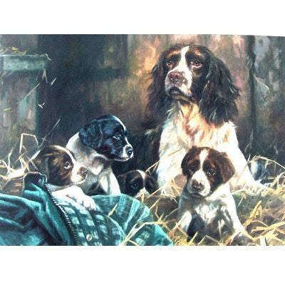 The Next Generation English Springer Cards 6Pk 5x7
