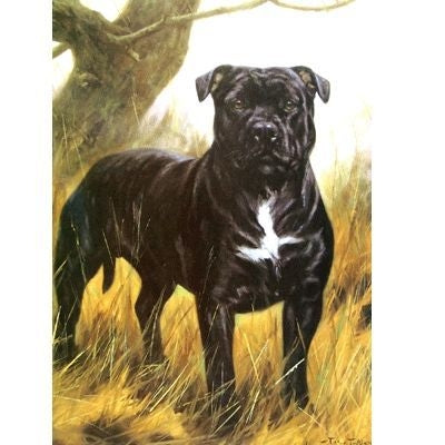 The Tough Guy Staffordshire Terrier Card 6Pk 5 x 7