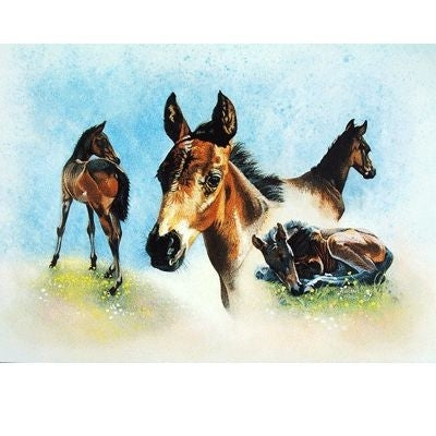 The Youngster Blank Cards 6 Pk 5 x 7