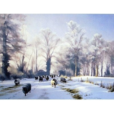 Thinking of Summer Sheep Blank Cards 6 Pk 5 x 7