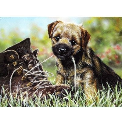 Tongue Tied Border Terrier Blank Cards 6 Pk 5 x 7