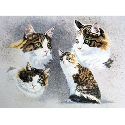 Tortoiseshell Blank Cards 6 Pk 5 x 7