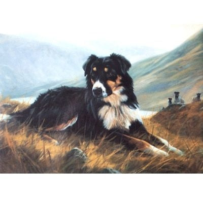 Tri Color Collie Border Collie Cards 6 Pk 5 x 7