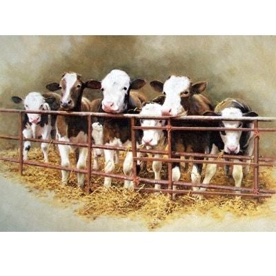 Waiting for Breakfast Cow Blank Cards 6 Pk 5 x 7