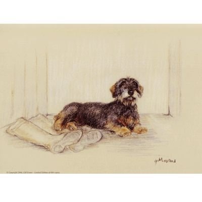 Wire Haired Dachshund By Gill Evans 12.75 x 10.75