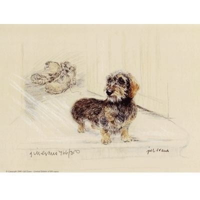 Wire Haired Dachshund By Gill Evans 12.75 x 10.75