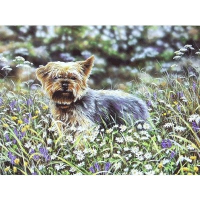 Yorkie Yorkshire Terrier Blank Cards 6 Pk 5 x 7