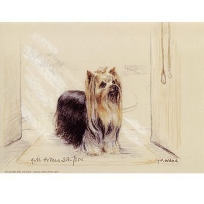 Yorkshire Terrier By Gill Evans Matted 12.75x10.75