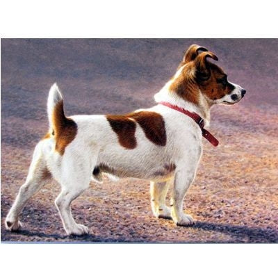 Dogs - On The Look Out Jack Russell - 6 pack 5x7