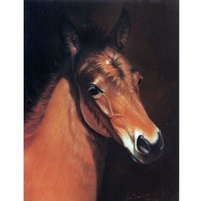 Horses - Baby Face - 6 Pack 6 Pack