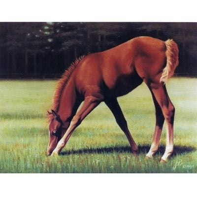 Horses - Where Theres A Will - 6 Pack 6 Pack