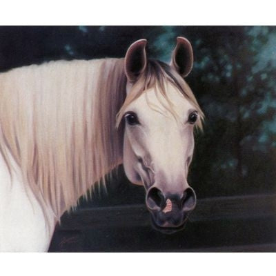 Horses - Got Carrots? - 6 Pack 6 Pack