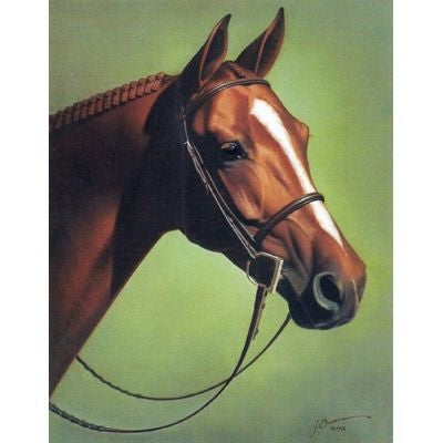 Horses - Southern Belle - 6 Pack 6 Pack