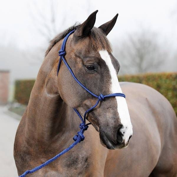 HorZe Caspar Halter with Lead Dark Blue
