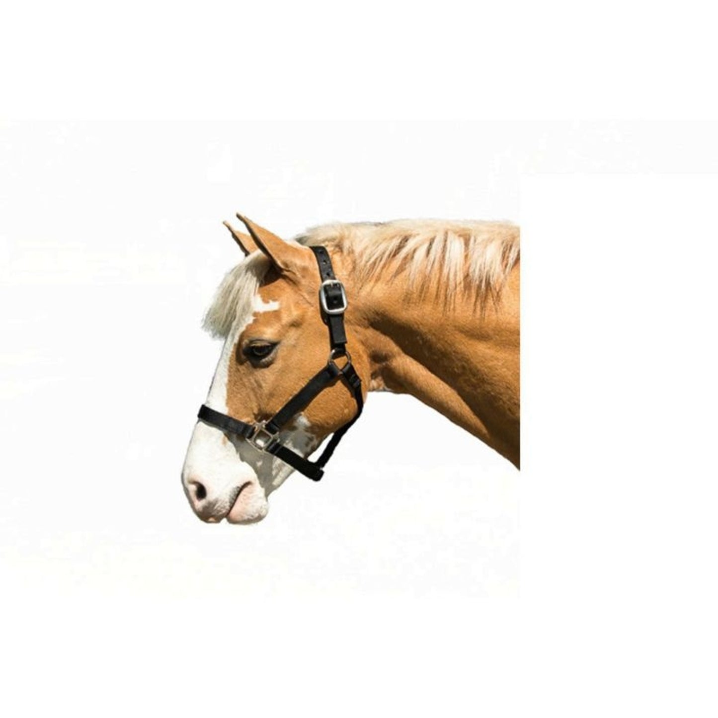 TH960596.jpg