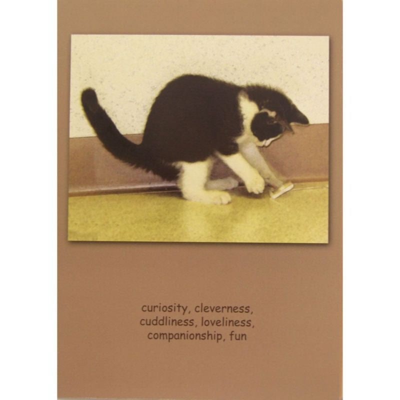 Sympathy Cat Curiosity Cleverness Cards 6 Pack