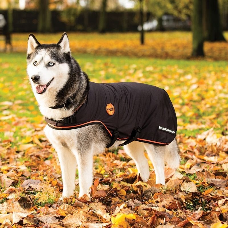 Rambo Ionic Dog Blanket